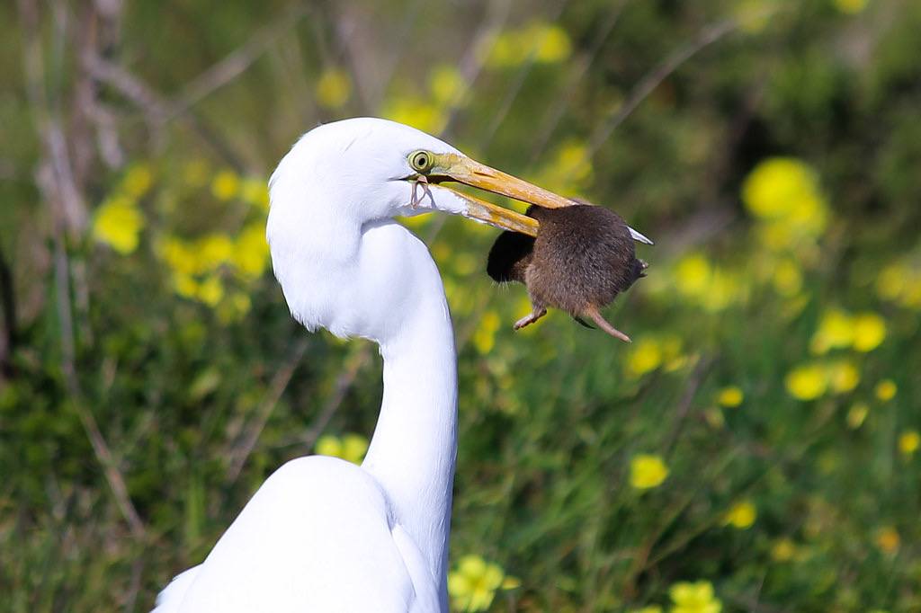Great Egret v. Mouse, Berkeley Marina by Joe Parks is licensed under CC BY-NC 2.0